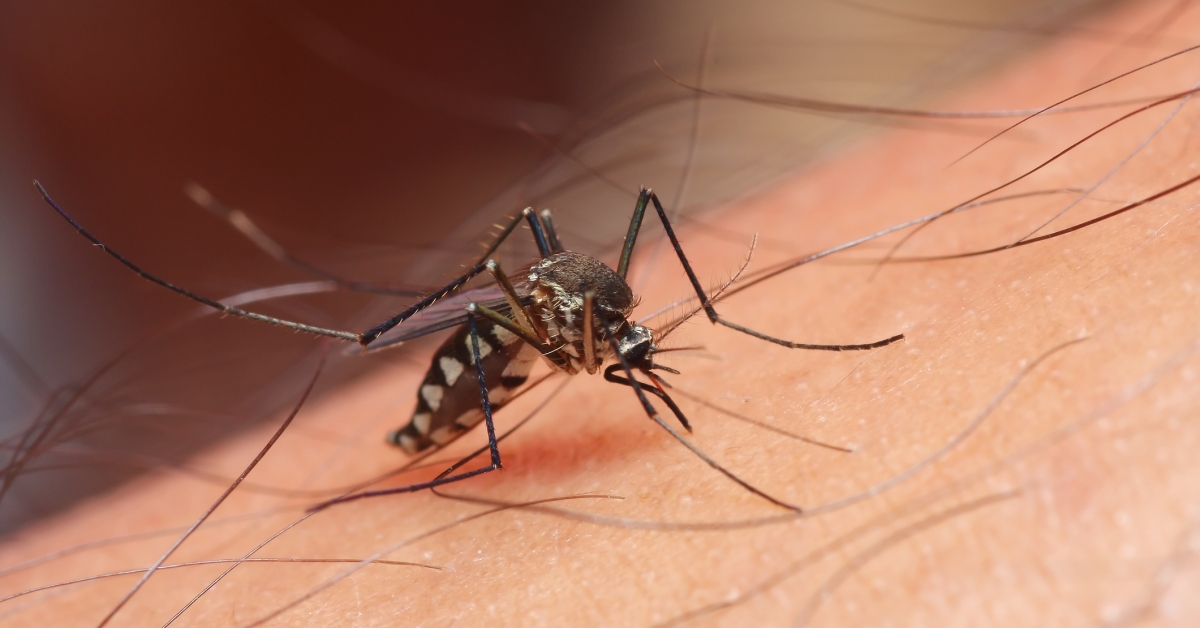 Zika There's a New Virus in Town RxWiki